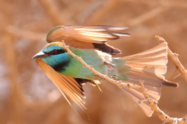 Foto vista laterale di un uccello da vicino