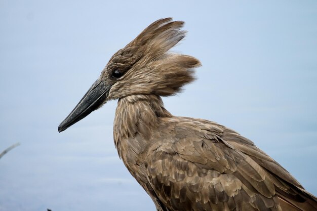 Foto vista laterale di un uccello da vicino