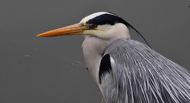 鳥 の 近く の 側面 の 眺め