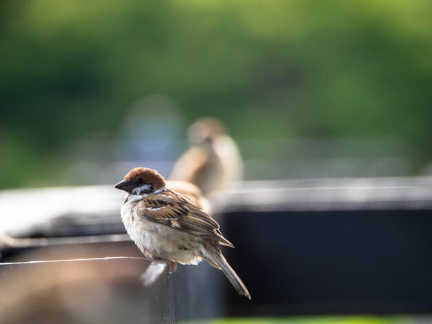 Photo close-up side view of birds