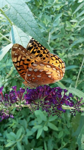 Foto vista laterale da vicino di una farfalla sul fiore
