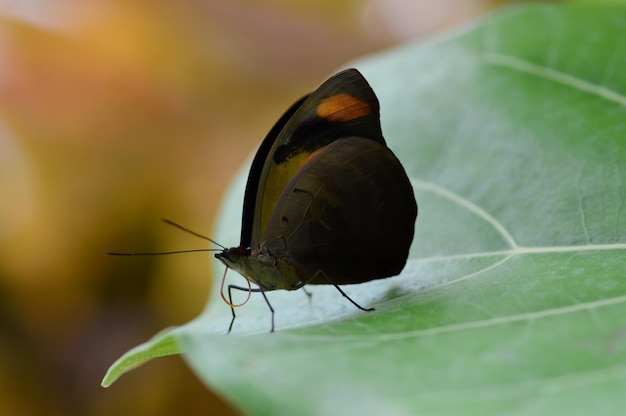 Photo close-up side view of butterfly on leaf