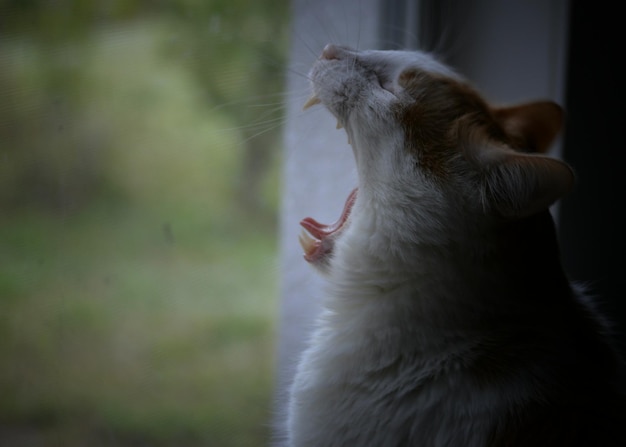 Photo close-up side view of a cat yawning