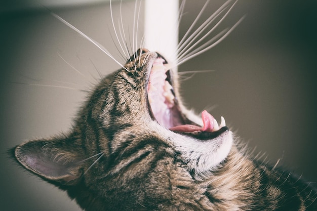 Photo close-up side view of a cat yawning