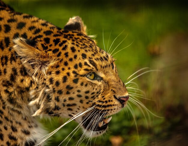 Photo close-up side view of cheetah