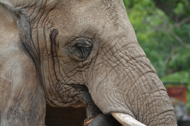 Close-up side view of elephant