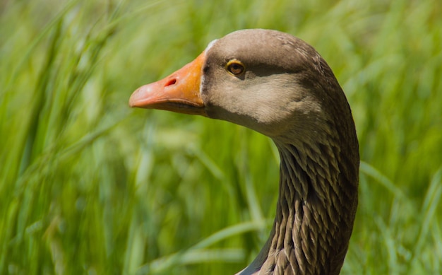 Foto vista laterale ravvicinata dell'oca greylag