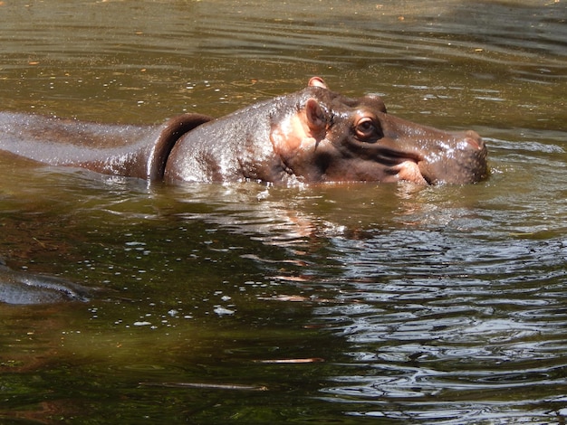 Photo close-up side view of hippopotamus in water