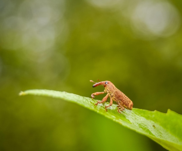 葉 の 上 の 昆虫 の 近く の 側面 の 写真