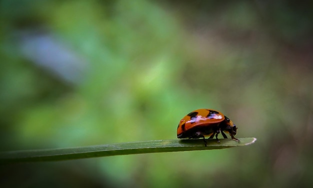 Close-up side view of ladybug on leaf