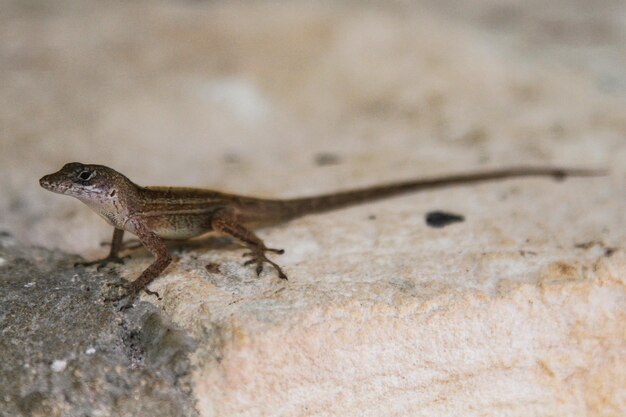 Close-up side view of a lizard