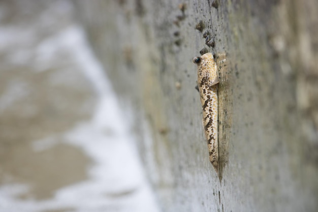 Photo close-up side view of a mudskipper