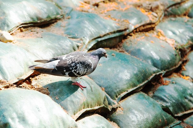 写真 サックに乗った鳥の近距離側景色