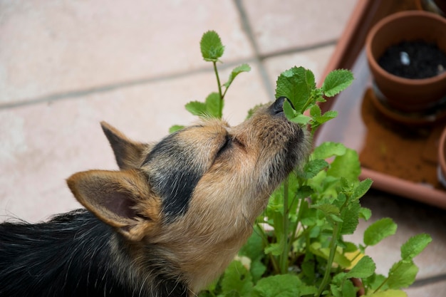 写真 犬のいを嗅ぐ植物の近距離側景色