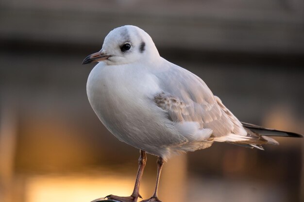 写真 ぼんやりした背景を背景にして鳥の側から近づいた写真