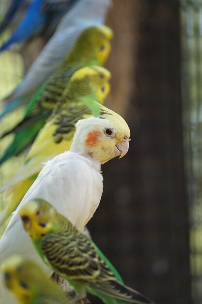 Close-up side view of parrots