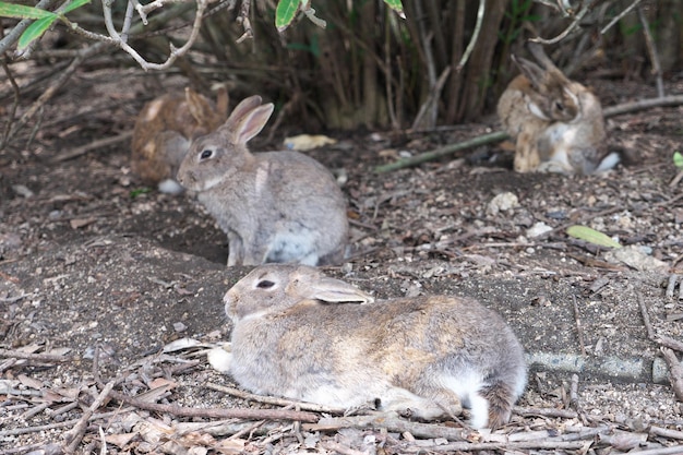 ウサギの近接側の視点