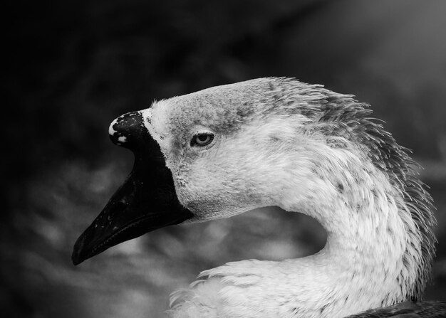 Photo close-up side view of swan