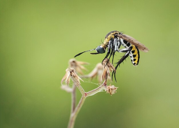 Close-up side view of toxophora on dried flower