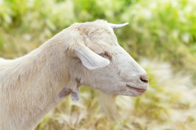 Close up of side view of white goat on blurred grass background. Selective focus.