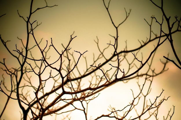 Photo close-up of silhouette bare tree against sky