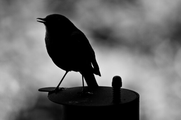 Close-up of silhouette bird perching on metal