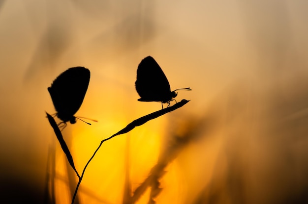 Foto prossimo piano delle silhouette di farfalle sulla pianta durante il tramonto