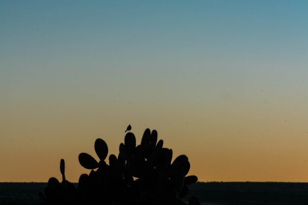 Photo close-up of silhouette cactus against clear sky during sunset