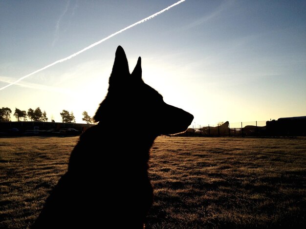 Photo close-up of silhouette dog on field against sky during sunset