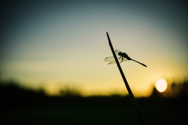 Foto chiuda sulla siluetta libellula su erba.