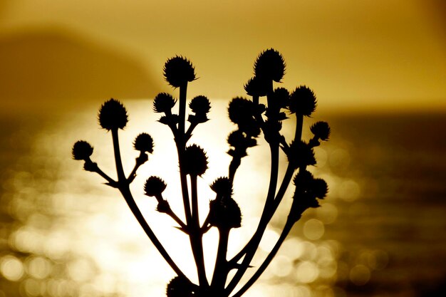 Photo close-up of silhouette flower against sky at sunset