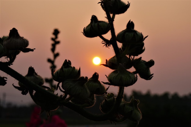Photo close-up of silhouette flowering plant against sky during sunset