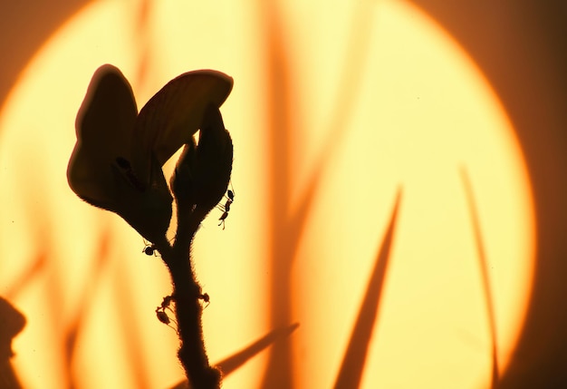 Foto prossimo piano di una pianta a fiori a silhouette