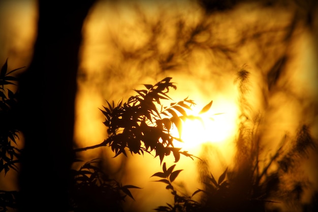 Photo close-up of silhouette flowers against sunset