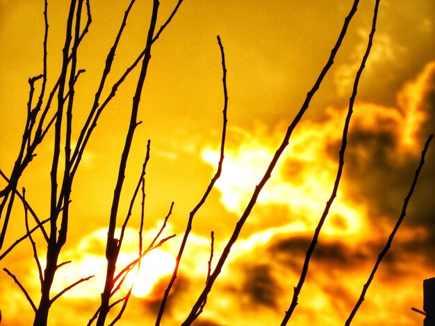 Photo close-up of silhouette grass against sunset sky