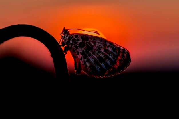 Photo close-up of silhouette insect