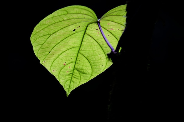 Photo close-up of silhouette plant against black background