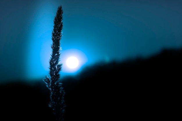 Photo close-up of silhouette plant against blue sky