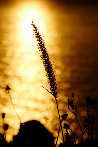 Photo close-up of silhouette plant against orange sky