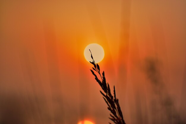 Close-up of silhouette plant against orange sky