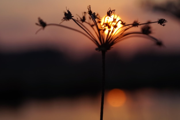 Photo close-up of silhouette plant against orange sky