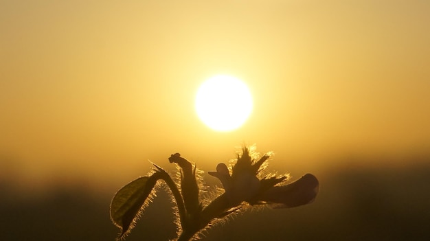 Foto close-up della silhouette della pianta contro il cielo durante il tramonto