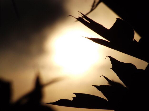 Foto close-up della silhouette della pianta contro il cielo durante il tramonto