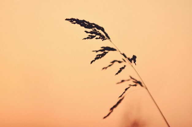 Photo close-up of silhouette plant against sky during sunset