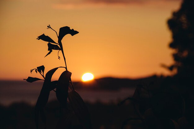 Close-up of silhouette plant against sky during sunset