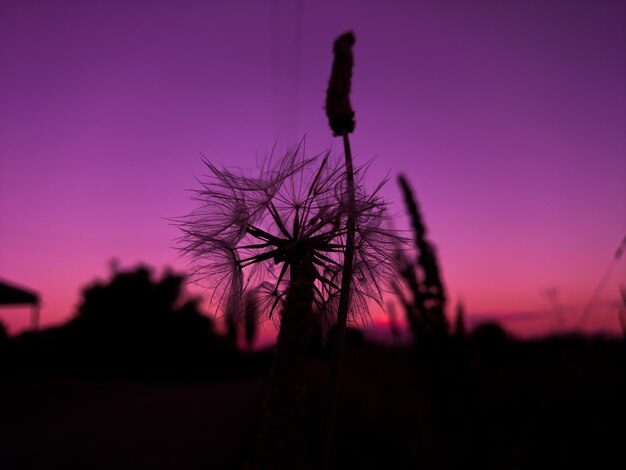 夕暮れの空を背景にした植物のシルエットのクローズアップ