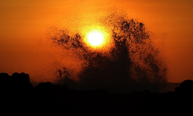 Foto close-up della silhouette della pianta contro il cielo al tramonto