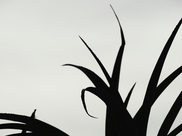 Close-up of silhouette plant against sky