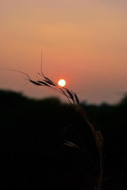 Close-up of silhouette plant on field against orange sky