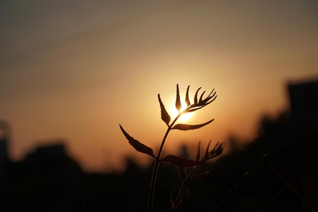 Photo close-up of silhouette plant on field against sky at sunset